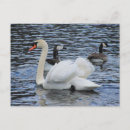 Recherche de fowl cartes postales Nature
