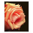 Recherche de 8x10 posters Rose