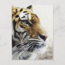 Recherche de tête de tigre cartes postales Faune