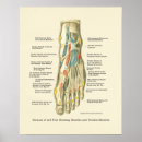 Recherche de interne anatomie posters Anatomique