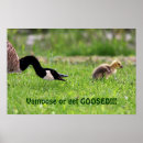 Recherche de oie posters Photographie