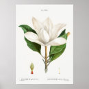 Recherche de vintage magnolia posters Rose