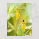 Recherche de cocon cartes postales Nature