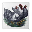 Recherche de poulet vintage carreaux Coq
