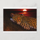 Recherche de animaux africains cartes postales Léopard