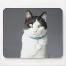 Recherche de chat noir blanc tapis souris Tir de studio