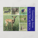 Recherche de parc national de kruger cartes postales Éléphant