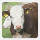 Recherche de tête vache autocollants Partie du corps animal