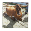 Recherche de cow photographie Toute personne