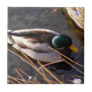 Recherche de chasseur chasse carreaux Animal