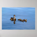 Recherche de caneton posters Oiseaux