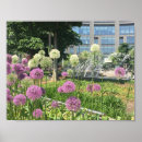 Recherche de allium posters Fleurs