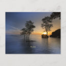 Recherche de mangroves cartes postales International