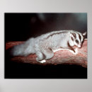 Recherche de planeur posters Pétaure