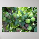 Recherche de prunier posters Arbres