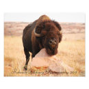Recherche de 2011 photographie Animaux