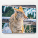 Recherche de coyote photographie Photographie de la faune