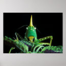 Recherche de smithsonien posters Insectes