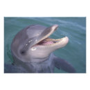 Recherche de dauphin posters Amical