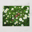 Recherche de glands cartes postales Forêt
