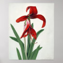 Recherche de watercolour posters Botanical