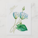 Recherche de fleur lotus cartes postales Antique
