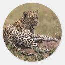 Recherche de carnivore autocollants Panthera pardus