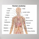 Recherche de anatomie humaine posters Corps