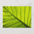 Recherche de veines cartes postales Plante