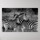 Recherche de rayures de zèbre posters Faune