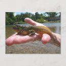 Recherche de têtard Crapaud