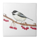 Recherche de oiseaux carreaux Faune