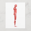 Recherche de système musculaire cartes postales Debout