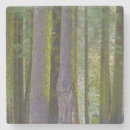 Recherche de troncs dessous de verres Paysage