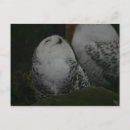 Recherche de hibou neigeux posters Photographie