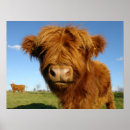 Recherche de vache écossaise posters Taureau