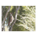 Recherche de pivert posters Faune