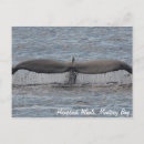 Recherche de queue de baleine cartes postales Bleu