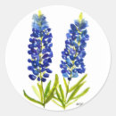 Recherche de lupins autocollants Texas