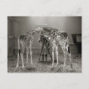 Recherche de giraffe cartes postales Rétro