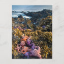 Recherche de étoile mer cartes postales Paysage