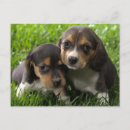 Recherche de chiot de beagle cartes postales Chiots