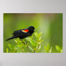 Recherche de agelaius Agelaius phoeniceus