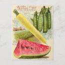 Recherche de grains cartes postales Fruit