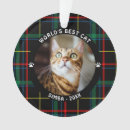 Recherche de race de chat Nom