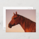 Recherche de cheval arabe cartes postales Animal