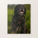 Recherche de labrador noir puzzles Animaux