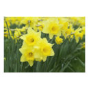 Recherche de daffodil posters Flore