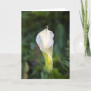 Recherche de zantedeschia vœux cartes Vert