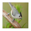 Recherche de souris carreaux Oiseau